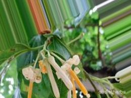 augmented_Alangium begoniaefolium flower3_0_2249.jpeg
